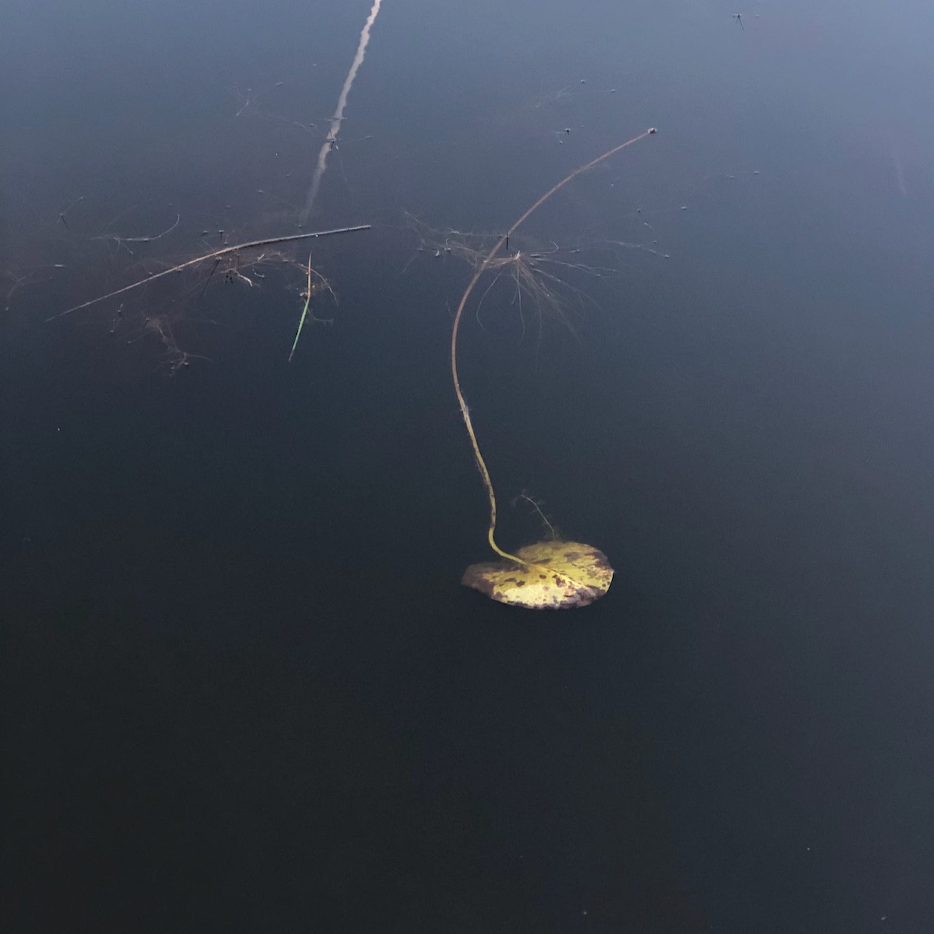 Paysage désorienté de la série Les végétaux de l'eau.