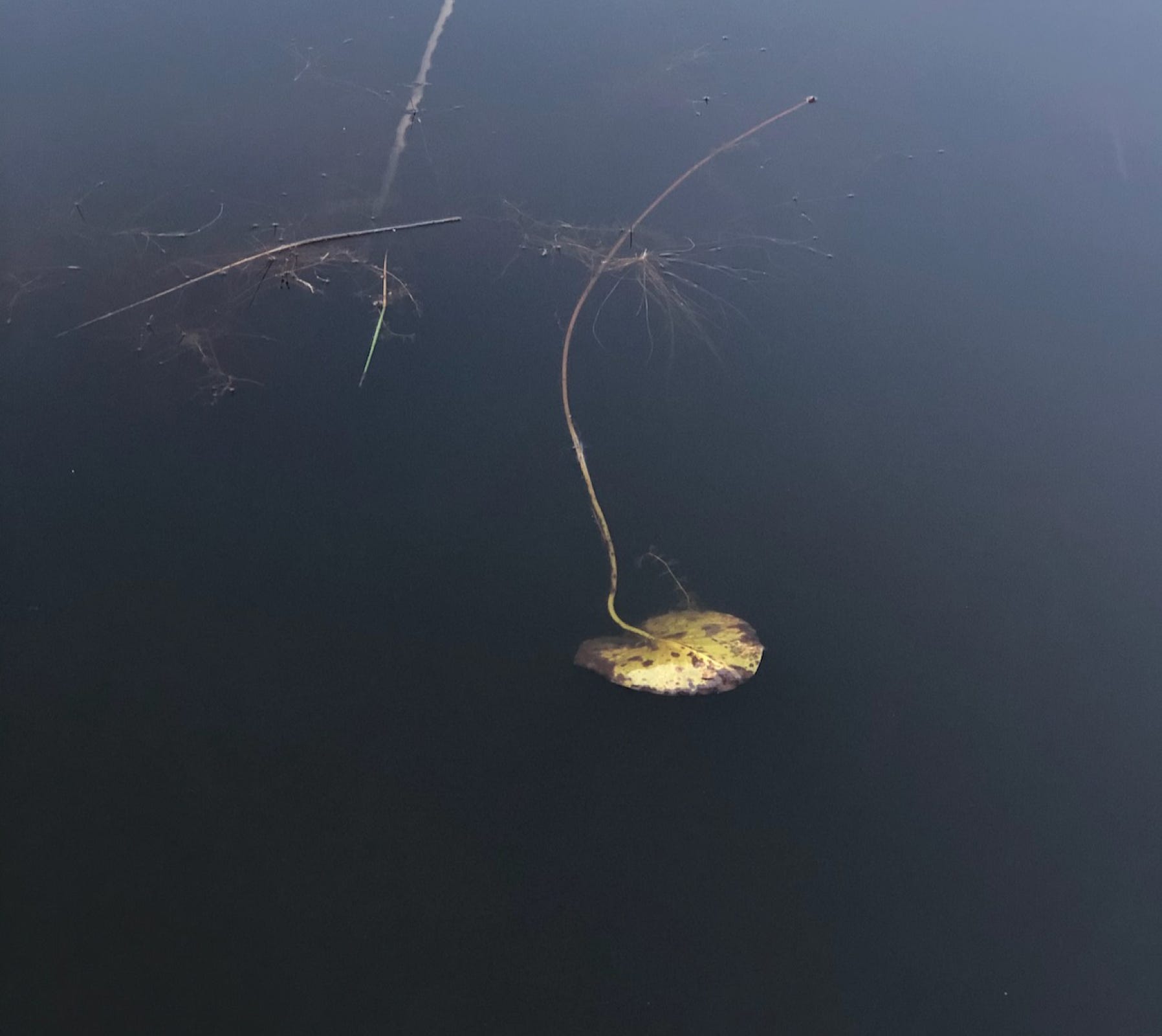 Paysage désorienté de la série Les végétaux de l'eau.