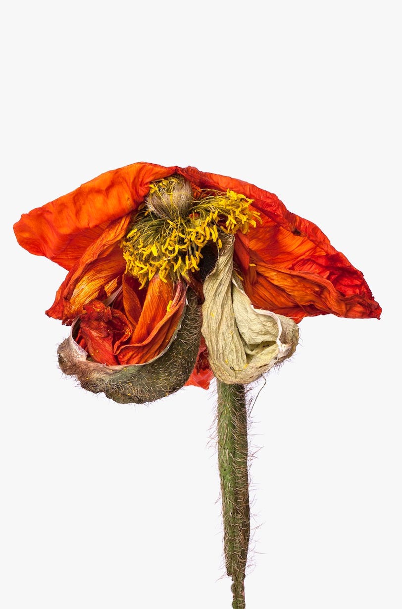 Photographie de la série Le théatre Papaver- 2018