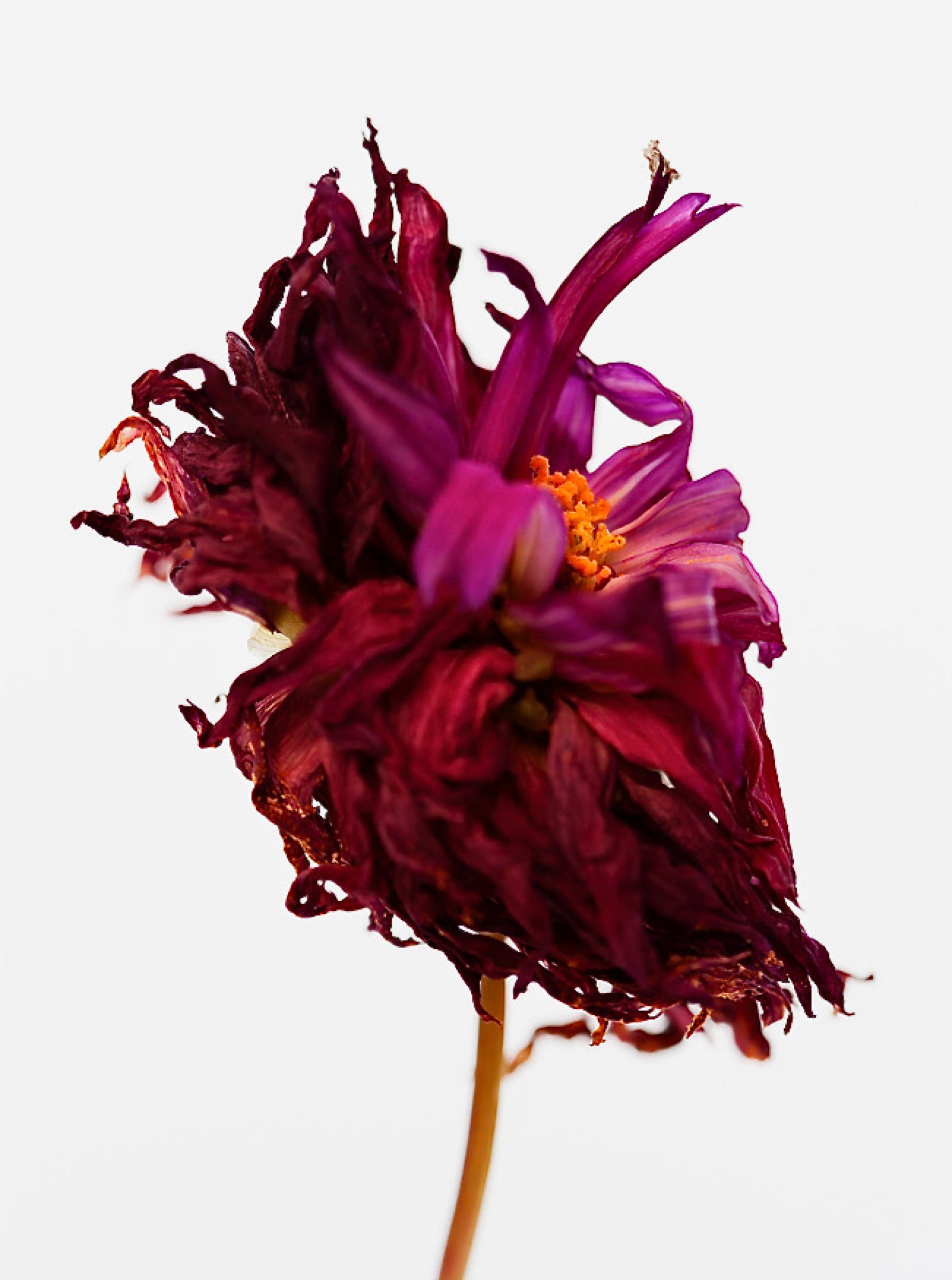 Photographie de Philippe-H. Claudel : Dahlia rouge 2016